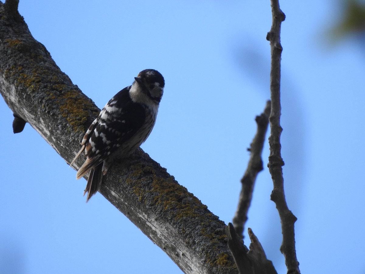 Lesser Spotted Woodpecker - Jorge Fernández