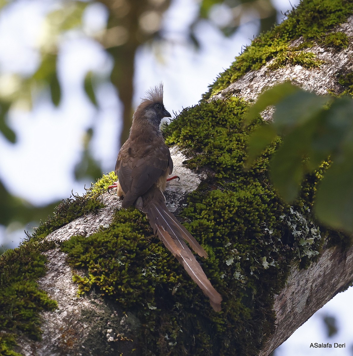 Braunflügel-Mausvogel - ML439529881