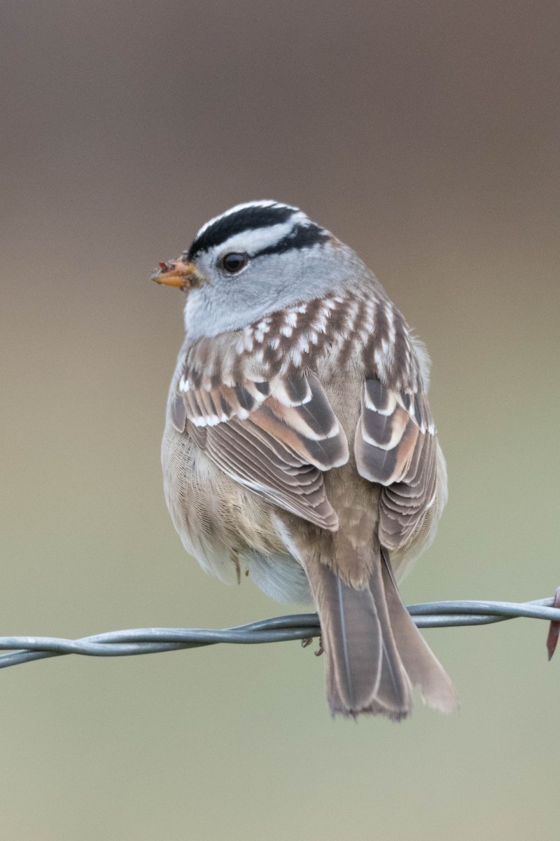 White-crowned Sparrow (Gambel's) - Steve Flood