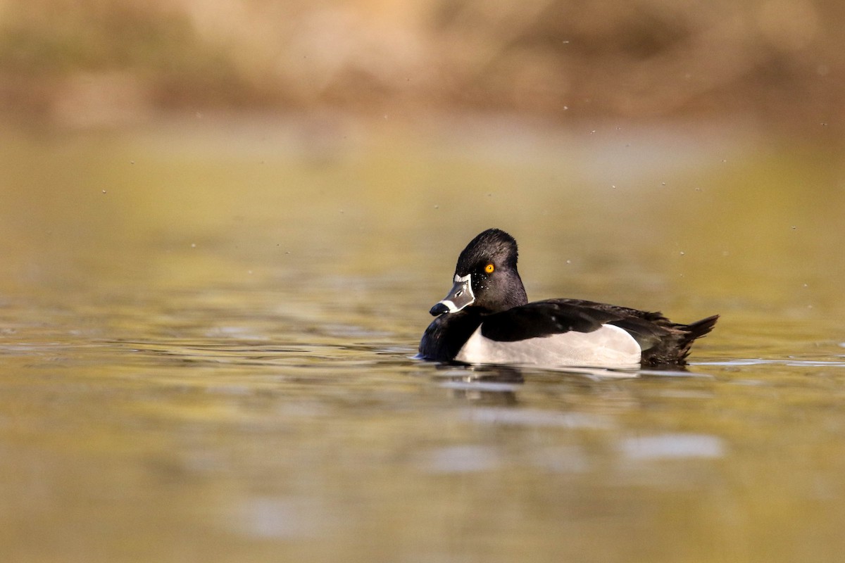 Ring-necked Duck - Joseph Malott