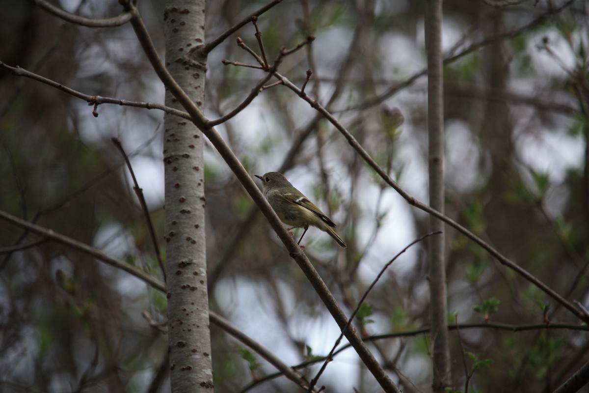 Ruby-crowned Kinglet - ML439536961