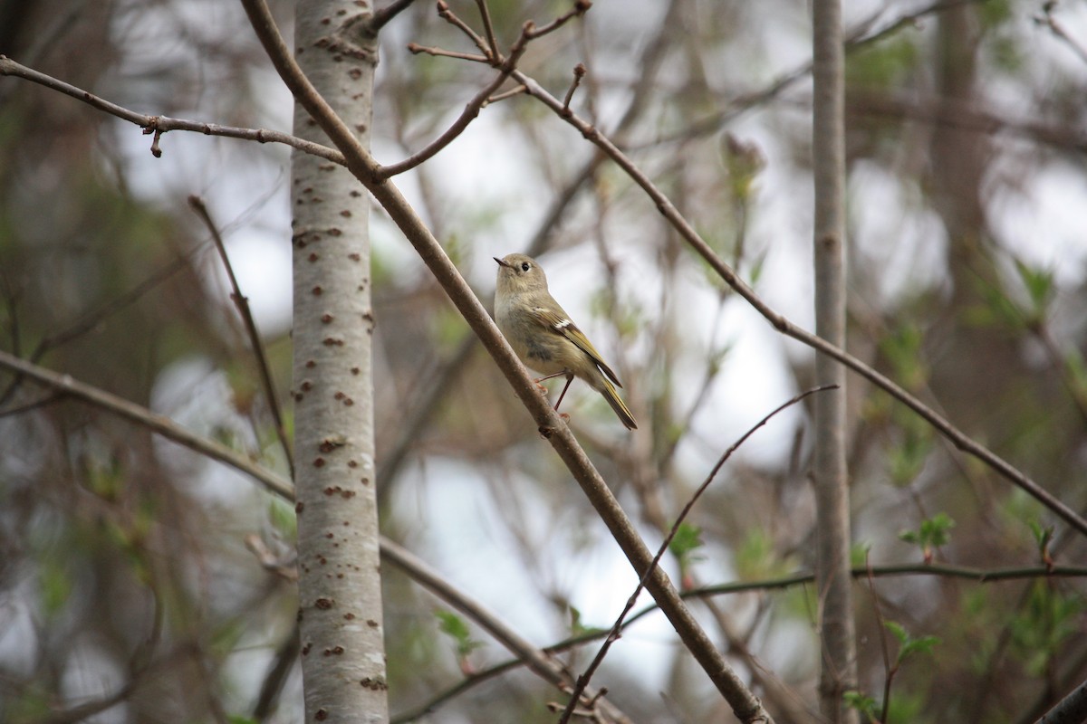 Ruby-crowned Kinglet - ML439536971