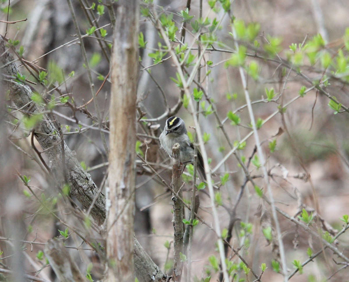 Golden-crowned Kinglet - ML439537191