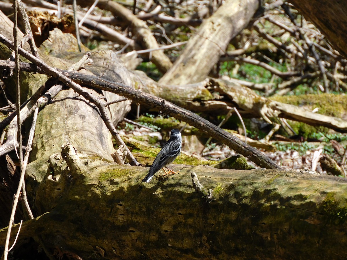 Blackpoll Warbler - ML439537621