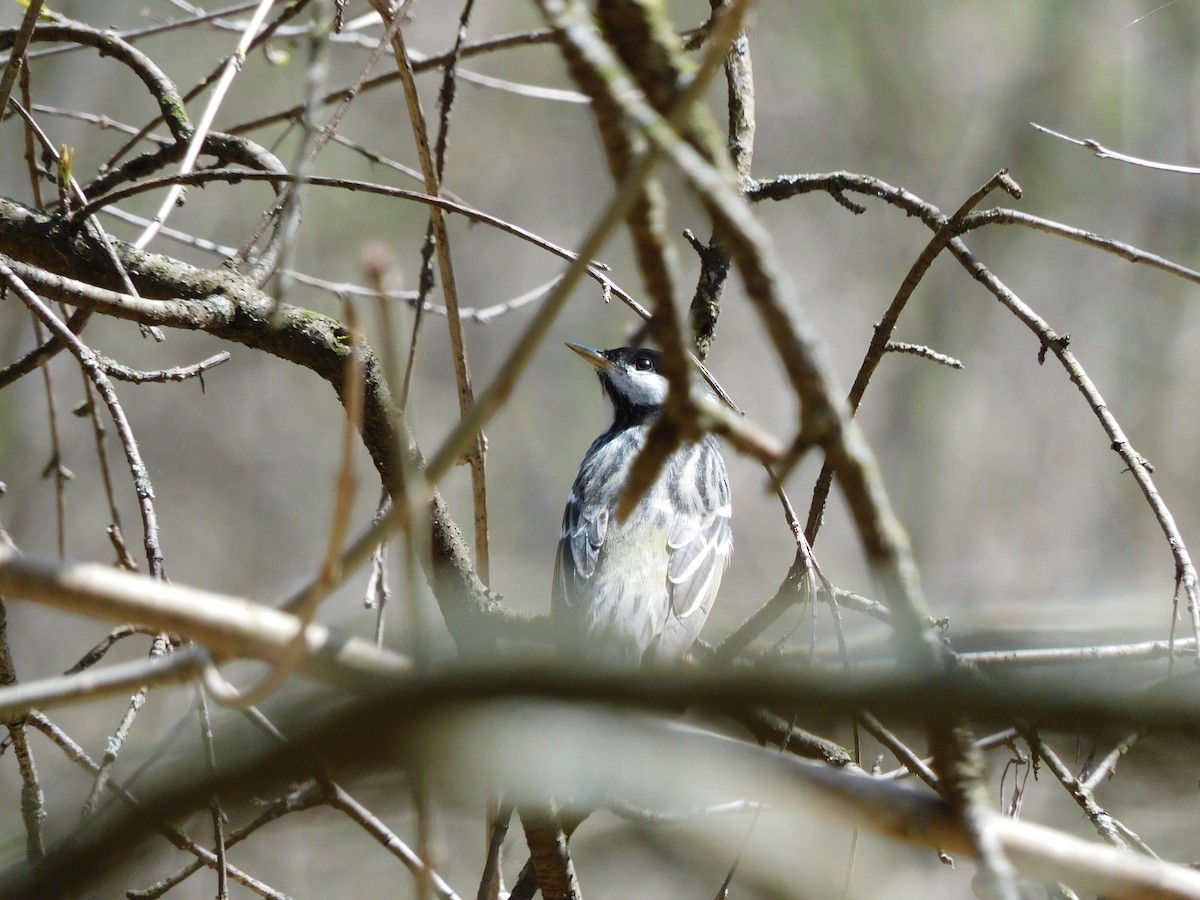 Blackpoll Warbler - ML439537701