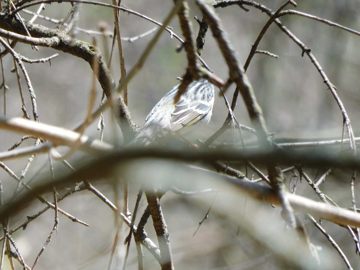 Blackpoll Warbler - ML439537731