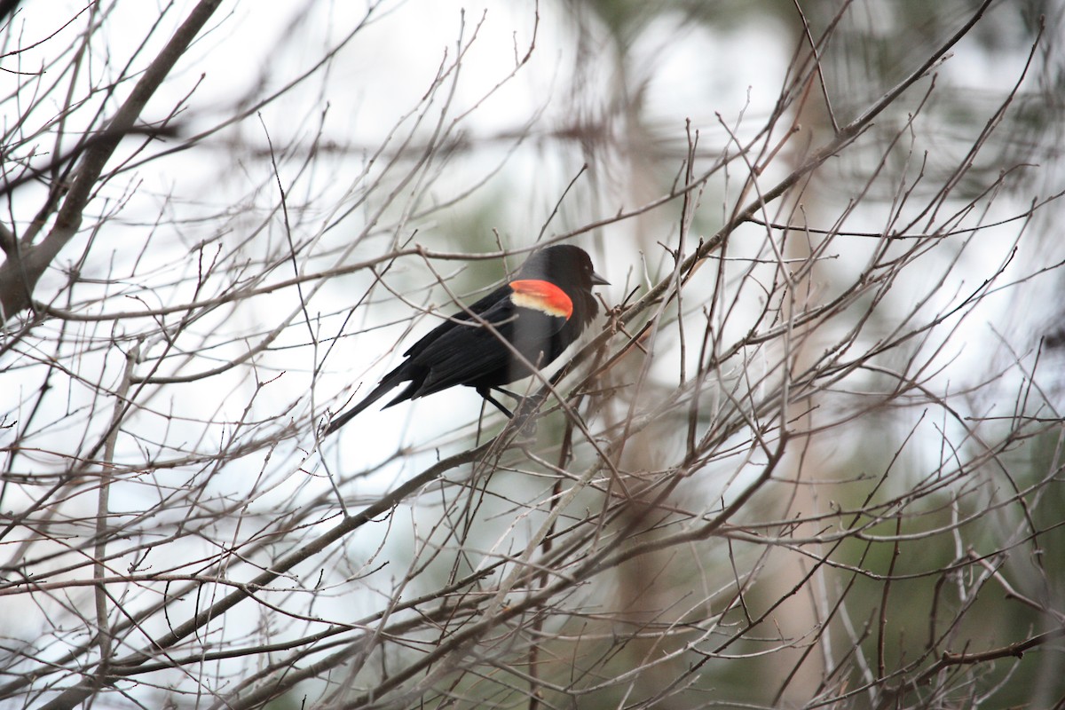Red-winged Blackbird - ML439537751