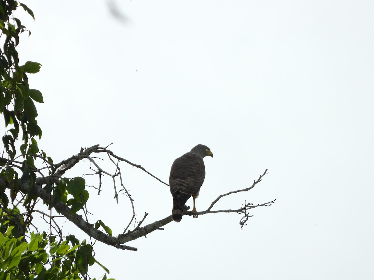 Roadside Hawk - ML439537931