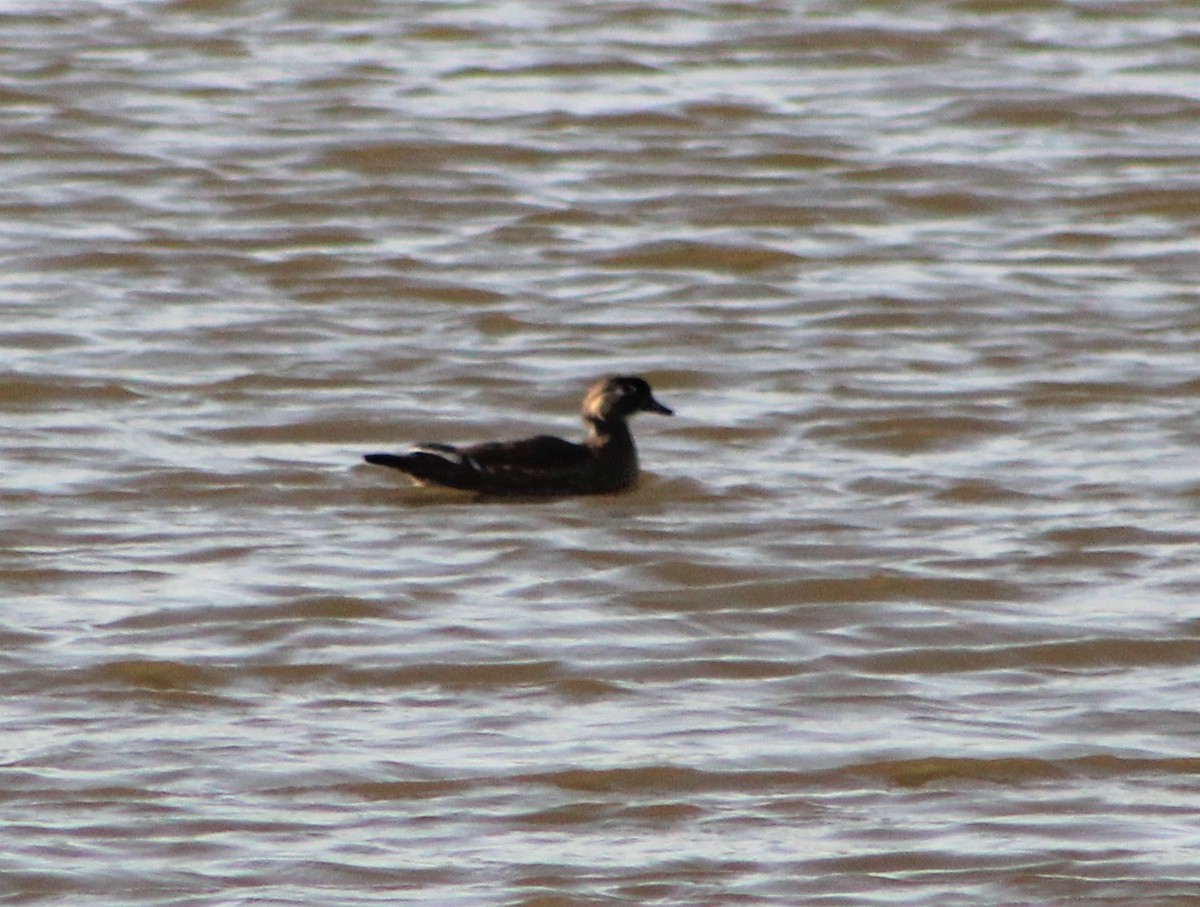 Wood Duck - ML439540071