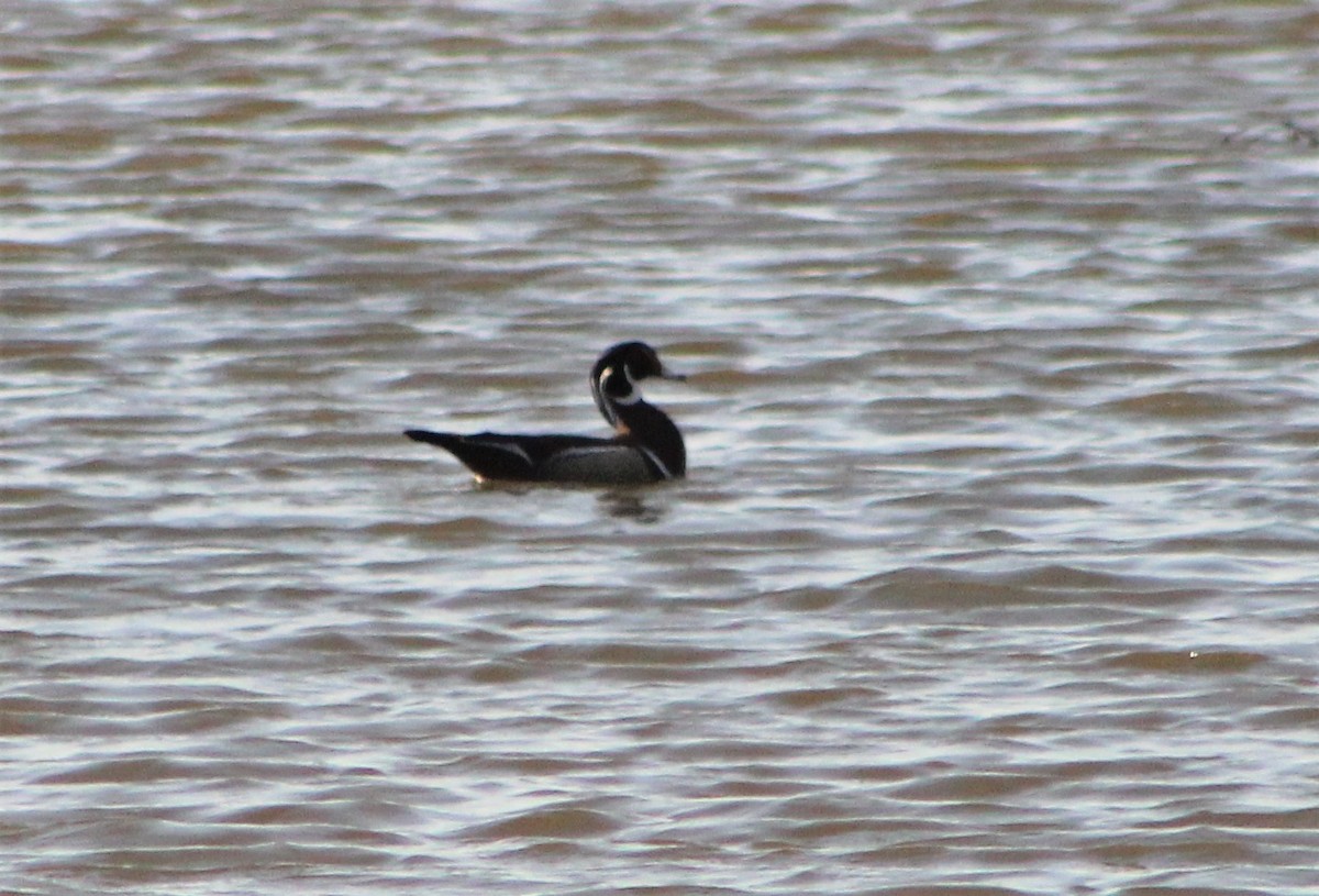 Wood Duck - ML439540221