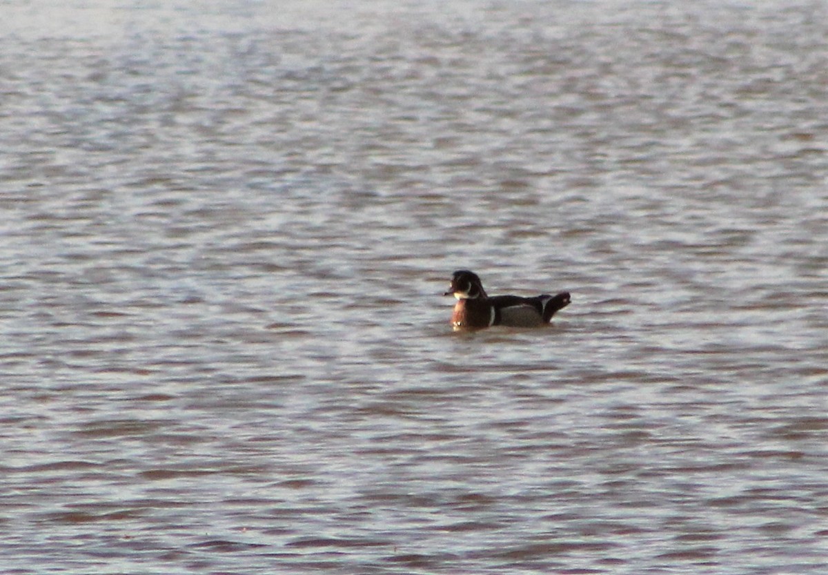 Wood Duck - ML439540381