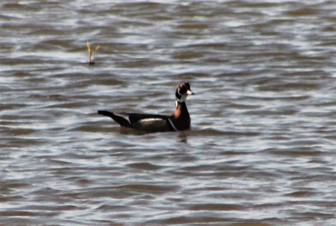 Wood Duck - ML439540401