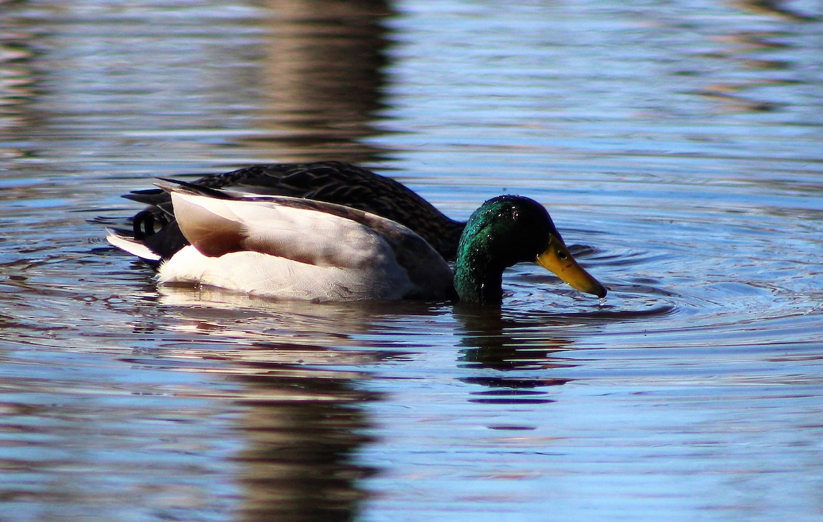 Mallard - Lisa Hughes