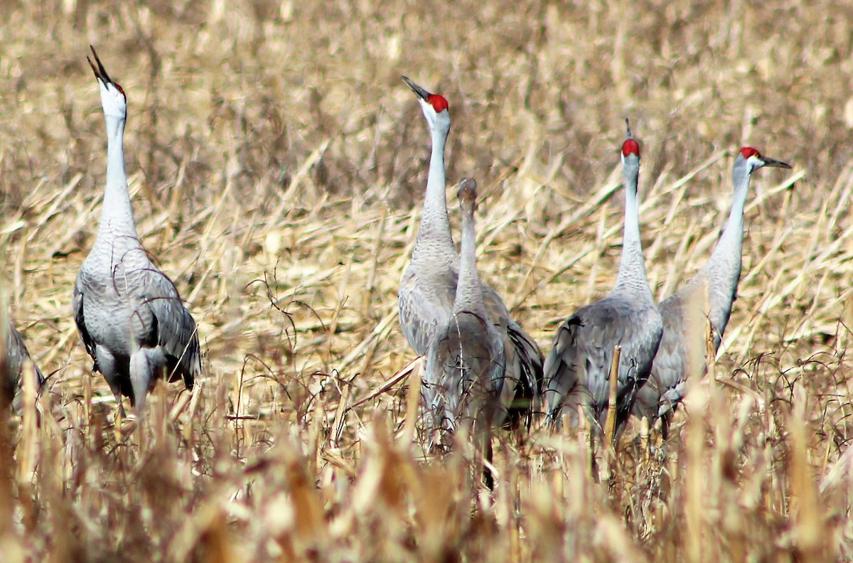 Sandhill Crane - ML439542361