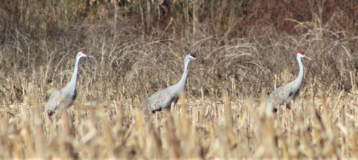 Grulla Canadiense - ML439542611