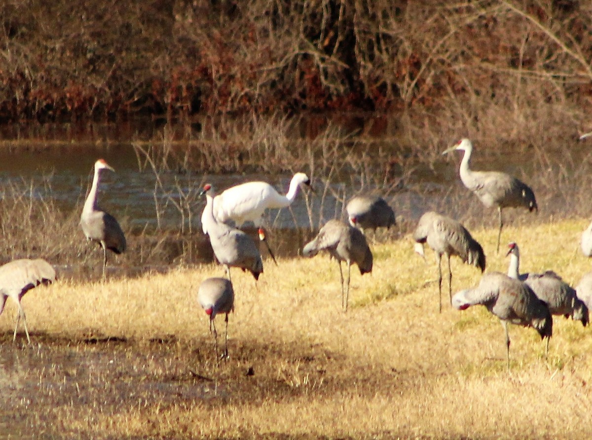 Whooping Crane - ML439543221