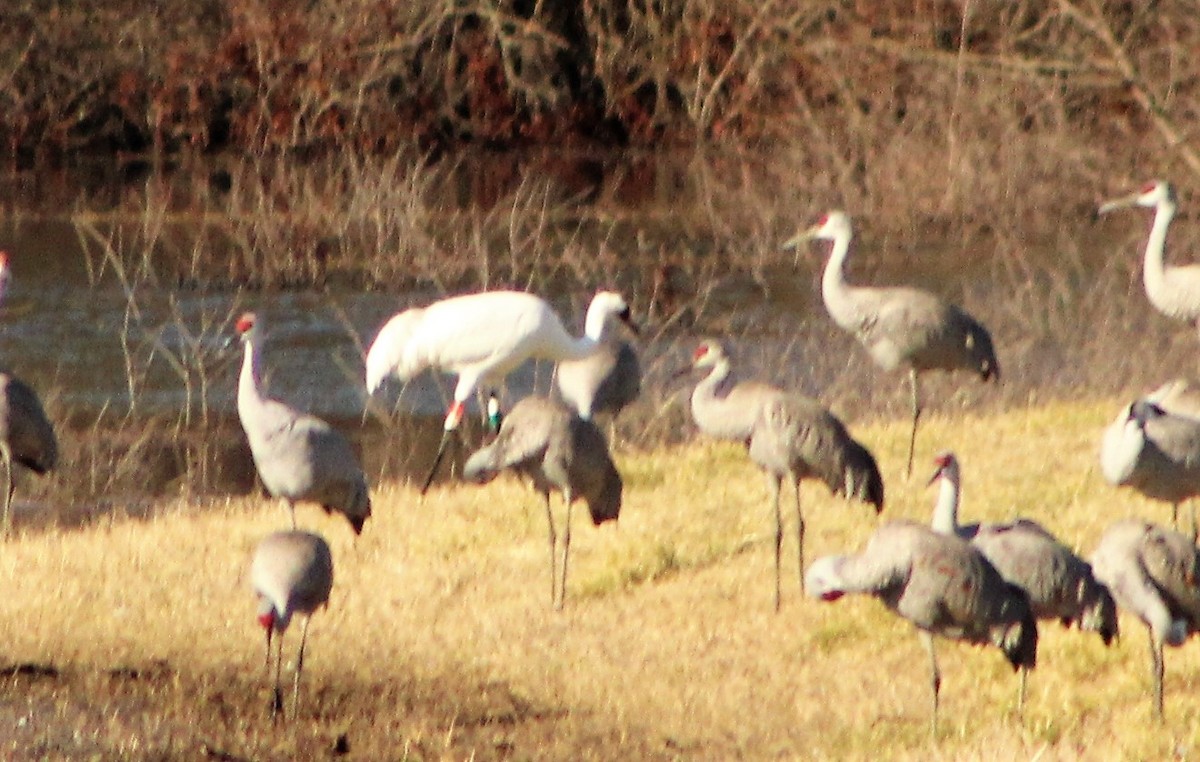 Grulla Trompetera - ML439543231