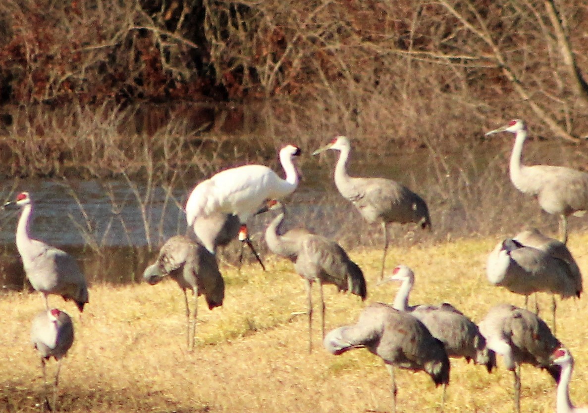 Grulla Trompetera - ML439543481