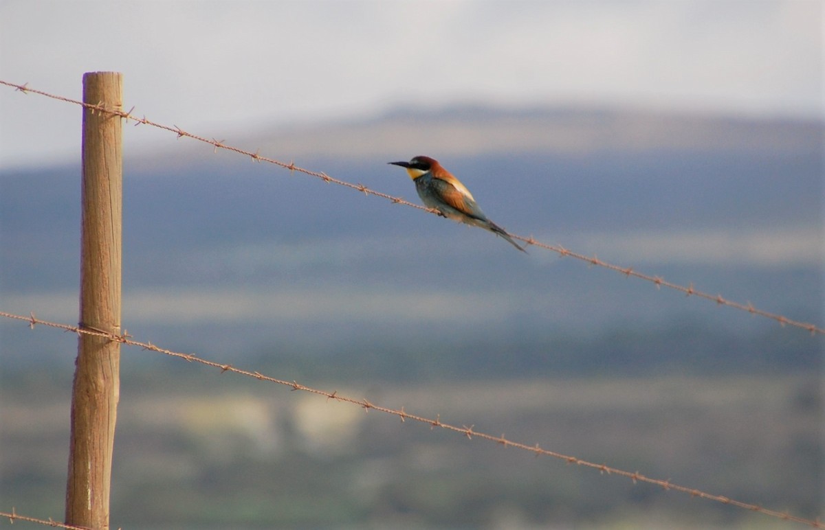 European Bee-eater - ML43954471