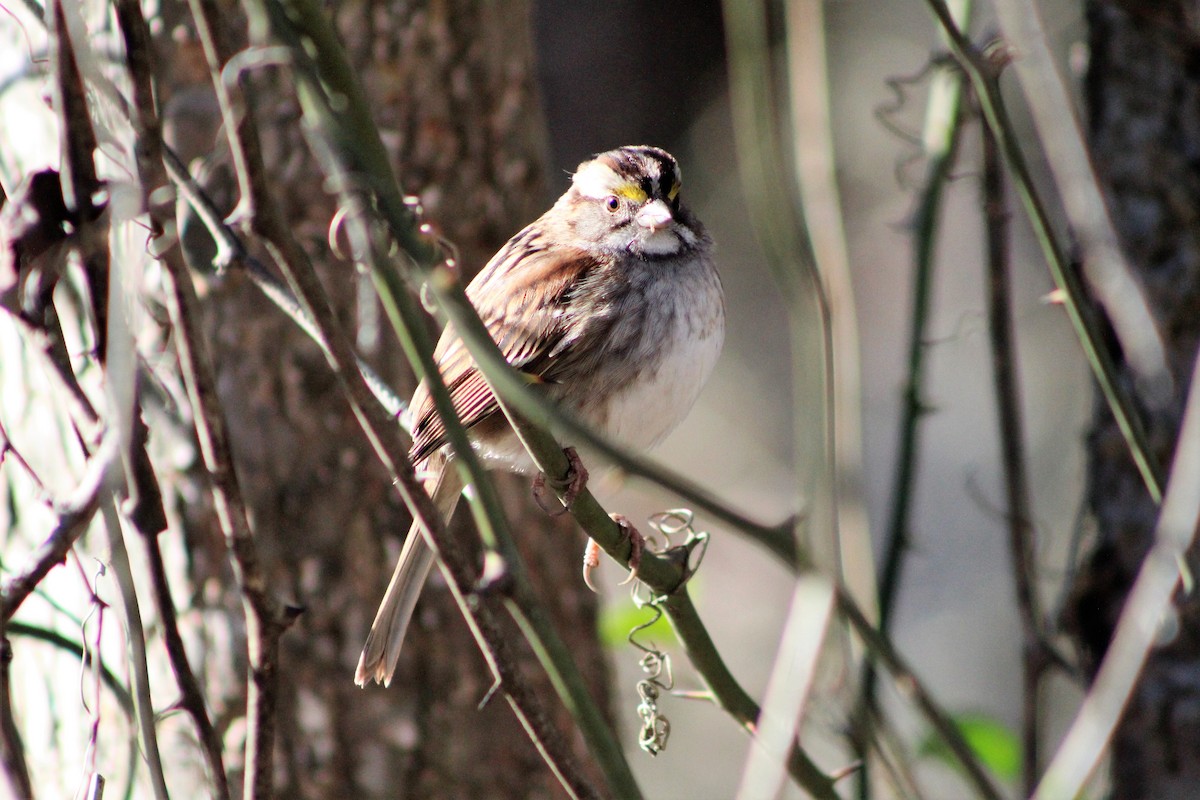 White-throated Sparrow - ML439546791