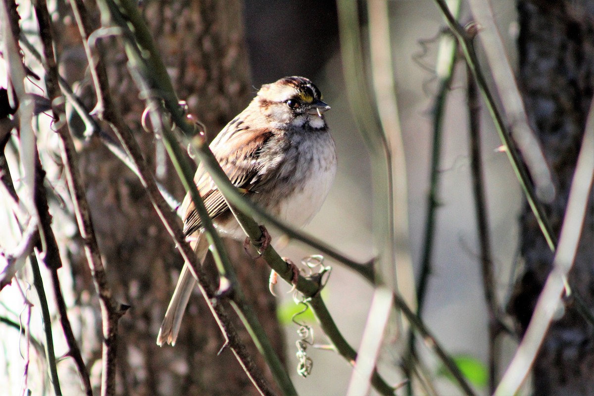 White-throated Sparrow - ML439546921