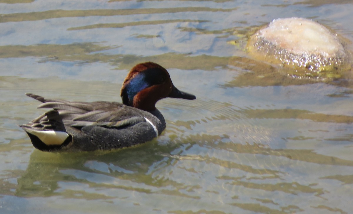 Green-winged Teal - ML439548371