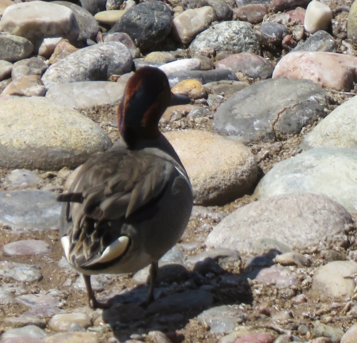 Green-winged Teal - ML439548741