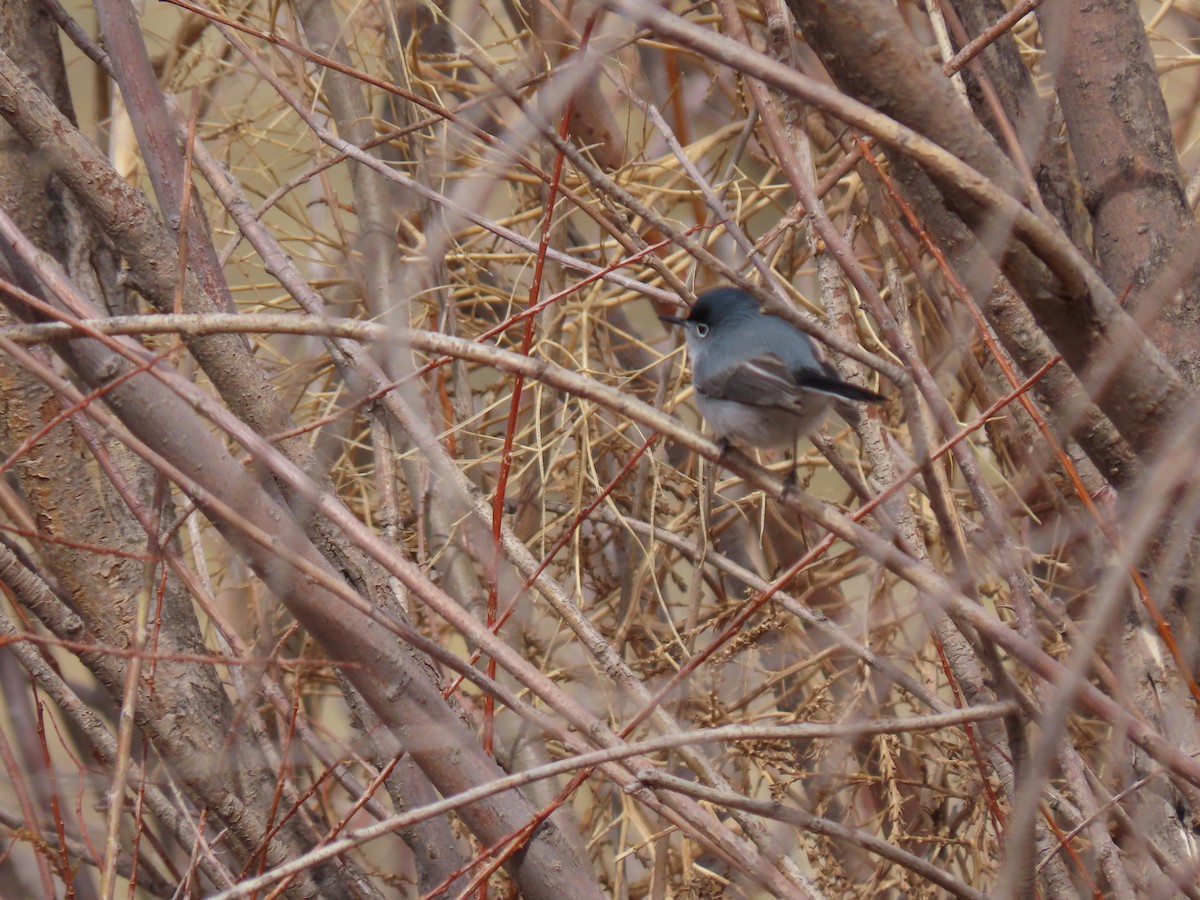 Blue-gray Gnatcatcher - ML439550131