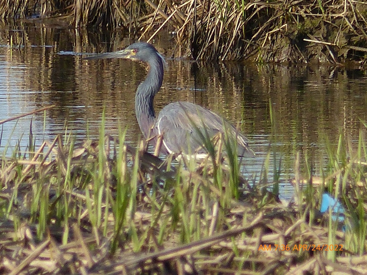 Tricolored Heron - ML439550211