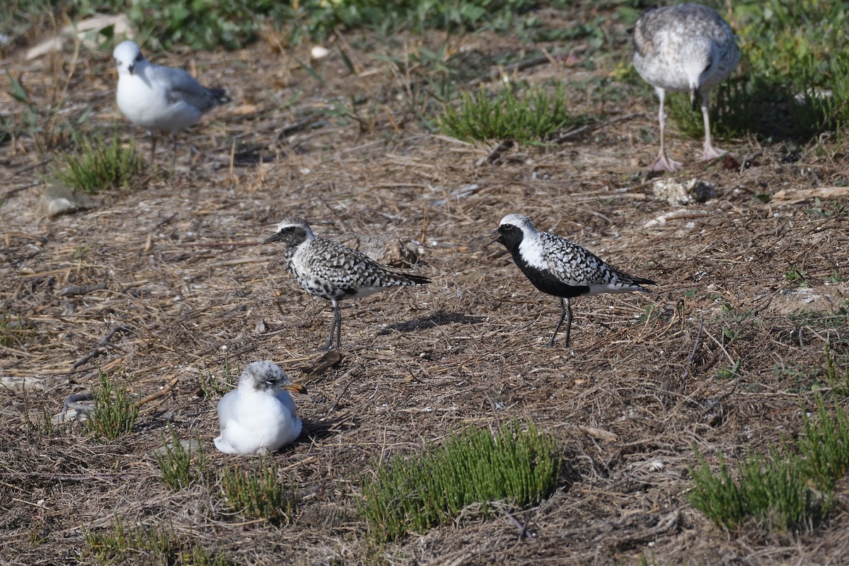 Black-bellied Plover - Santiago Caballero Carrera