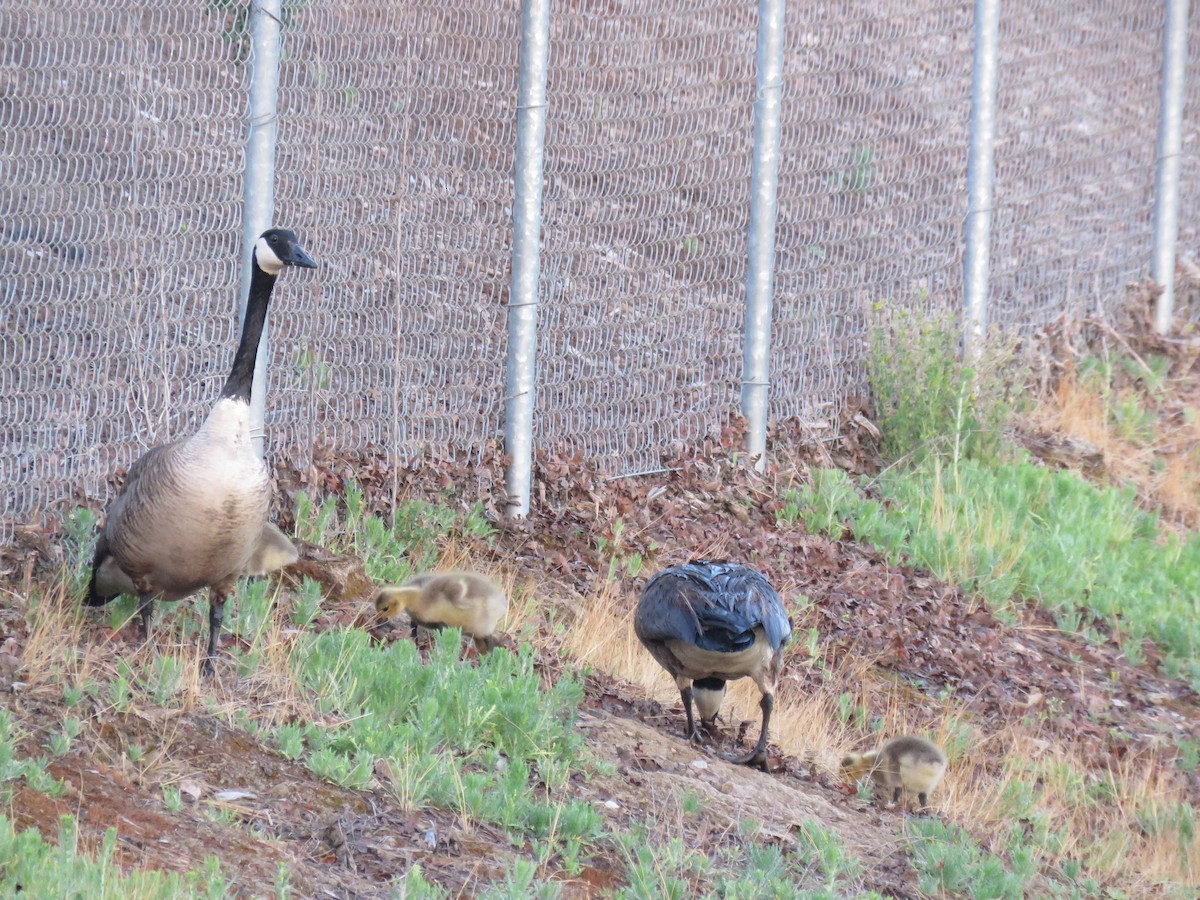 Canada Goose - ML439557051