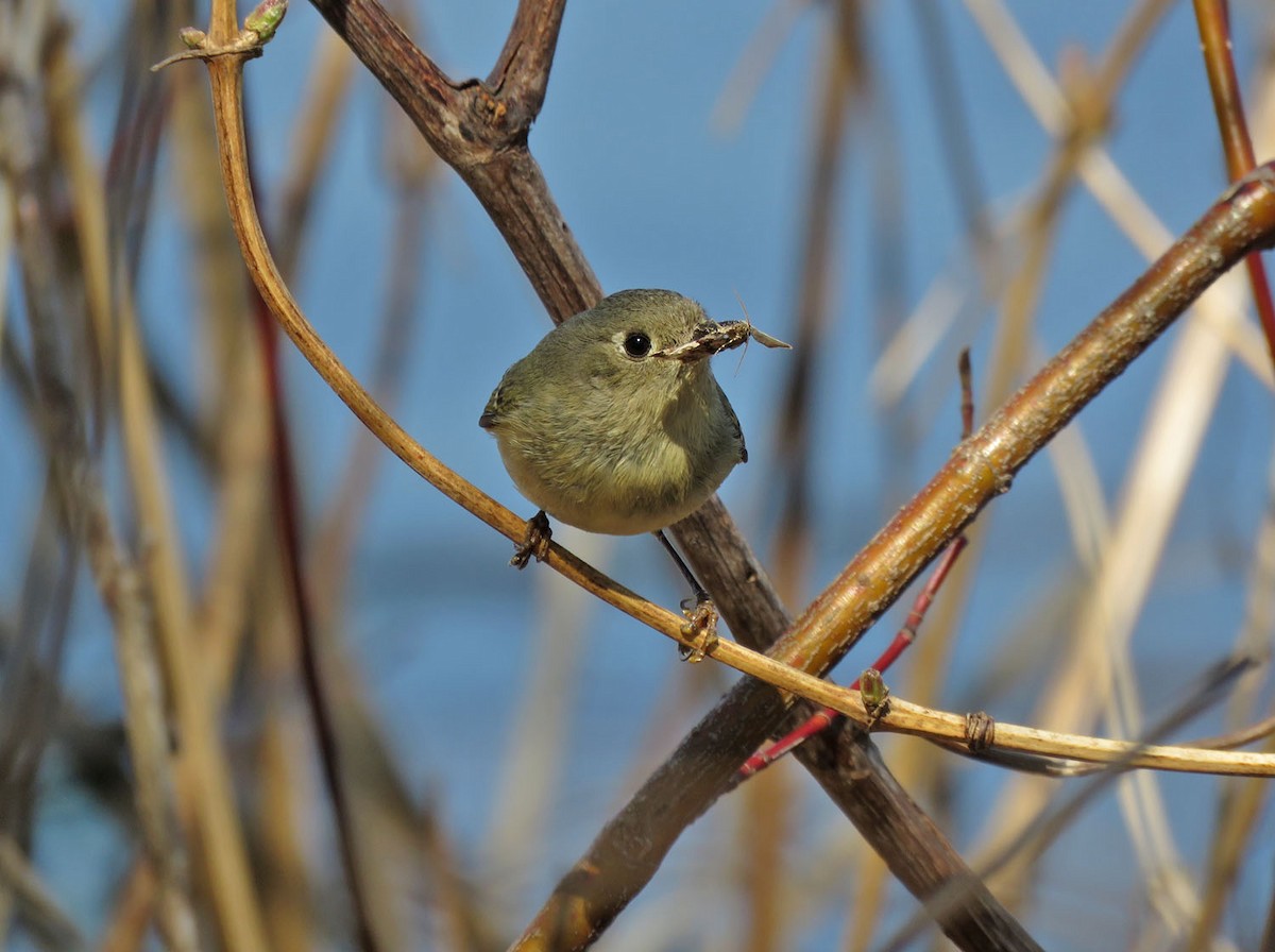 Ruby-crowned Kinglet - ML439558601