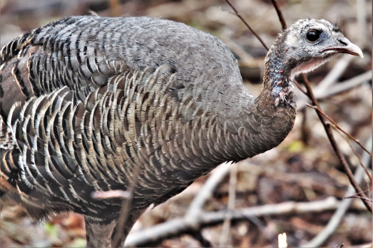 Wild Turkey - ML439562051