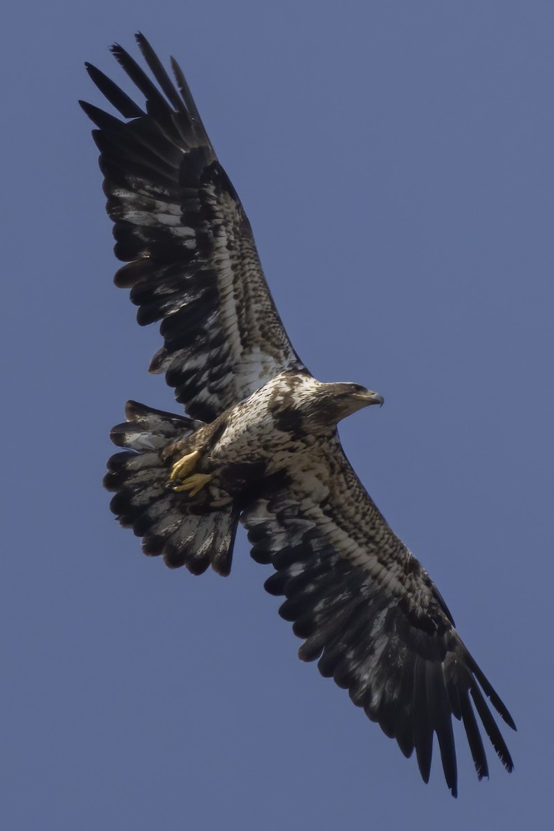 Bald Eagle - ML439562481