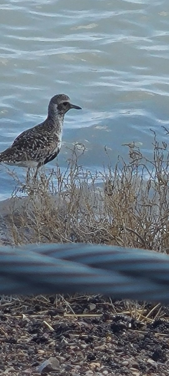 Black-bellied Plover - ML439562771