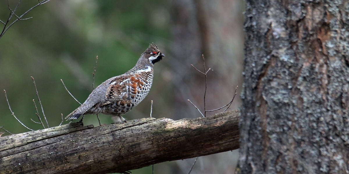 Hazel Grouse - ML439563291