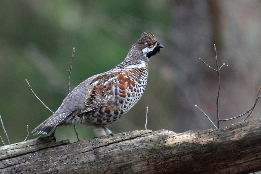 Hazel Grouse - ML439563311