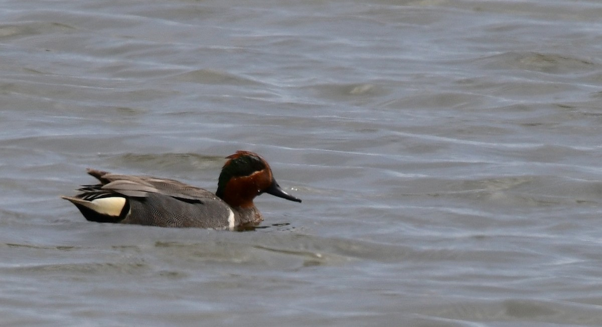 Green-winged Teal - ML439563441