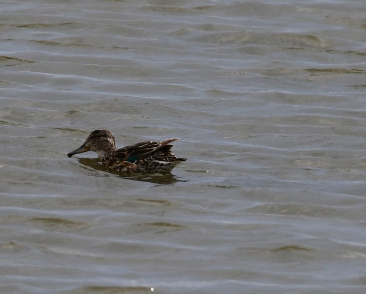 Green-winged Teal - ML439563451