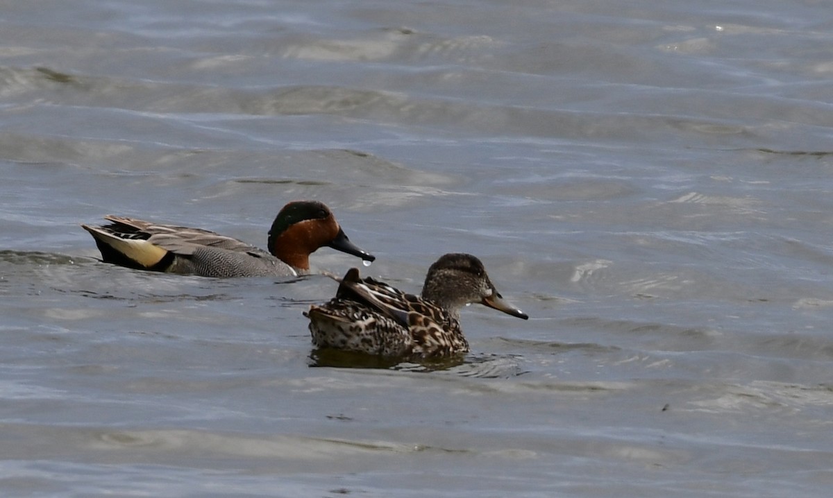 Green-winged Teal - ML439563461