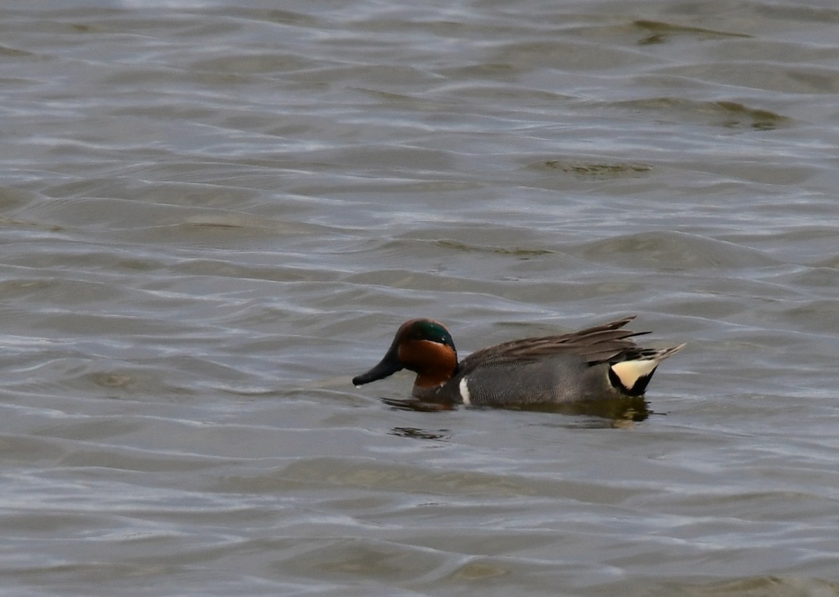 Green-winged Teal - ML439563471