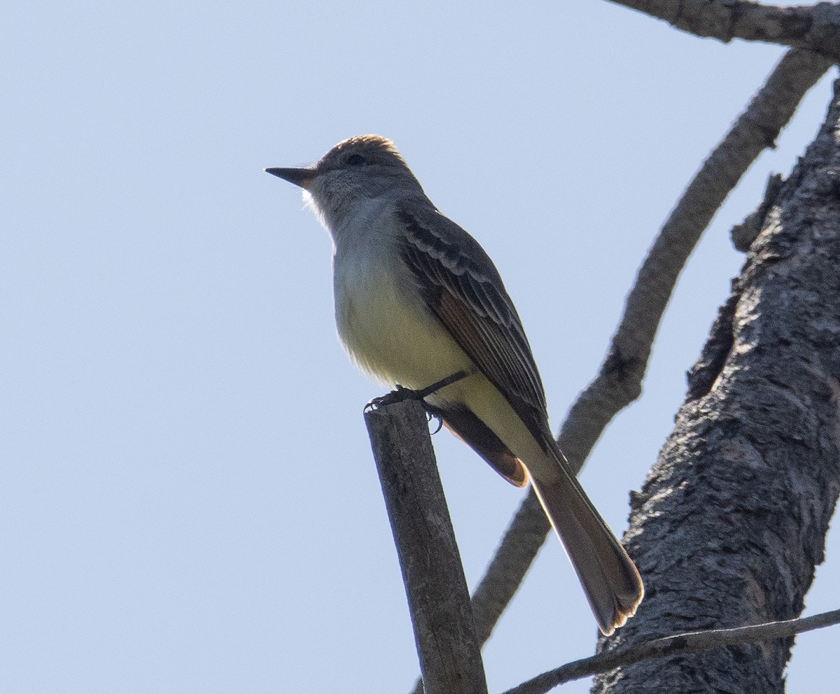 Ash-throated Flycatcher - Sam Zuckerman