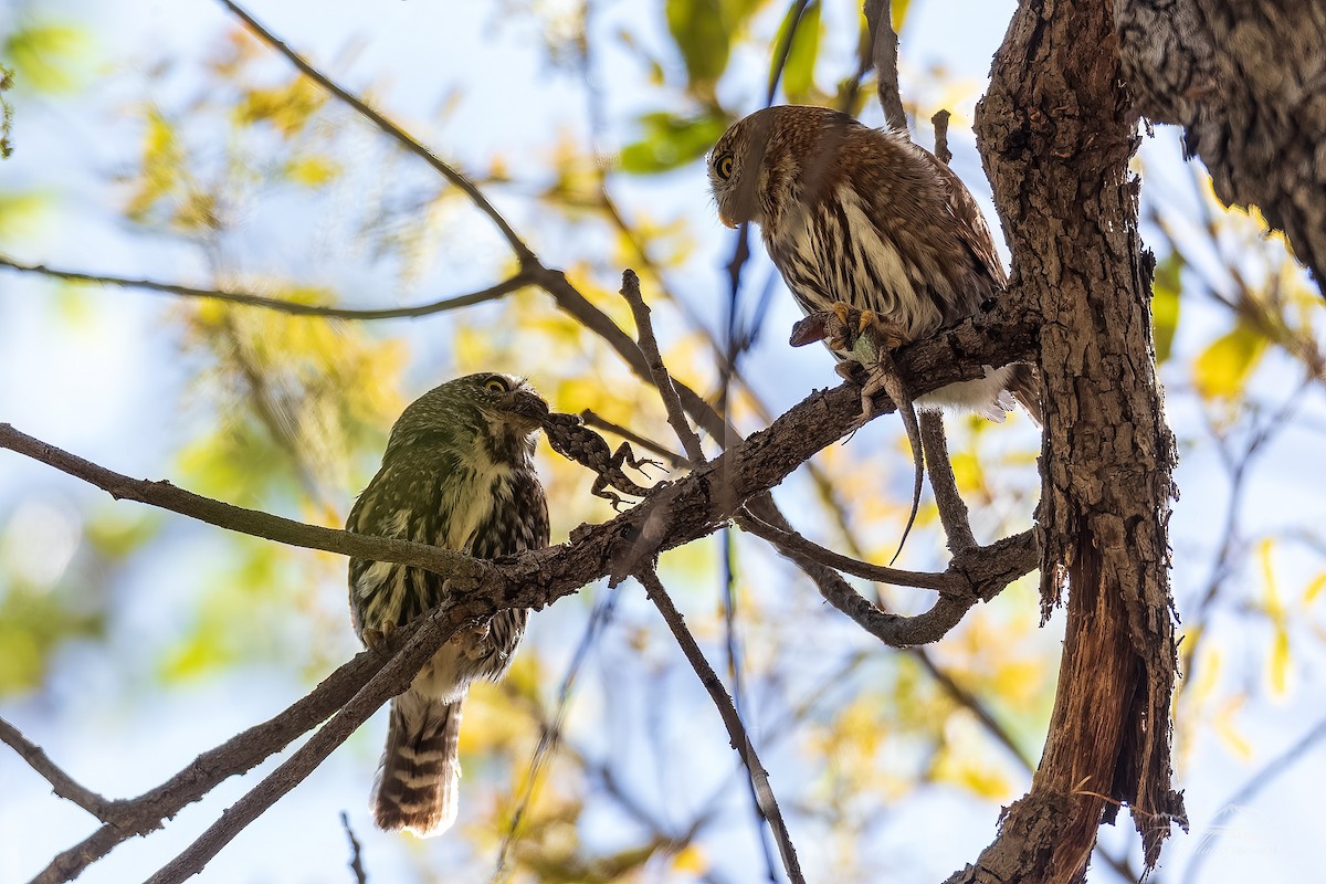 Northern Pygmy-Owl - Robert Gallucci