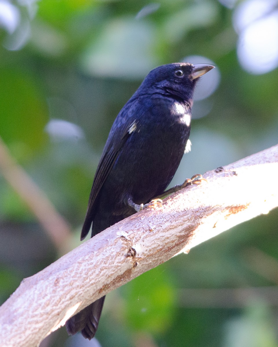 White-lined Tanager - antonio carlos Villas boas