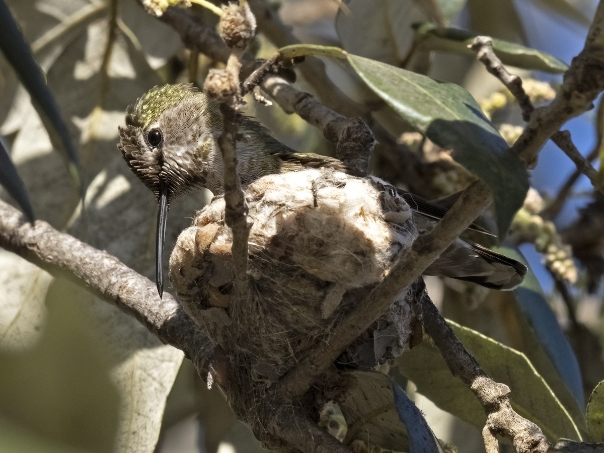 Anna's Hummingbird - ML439567571