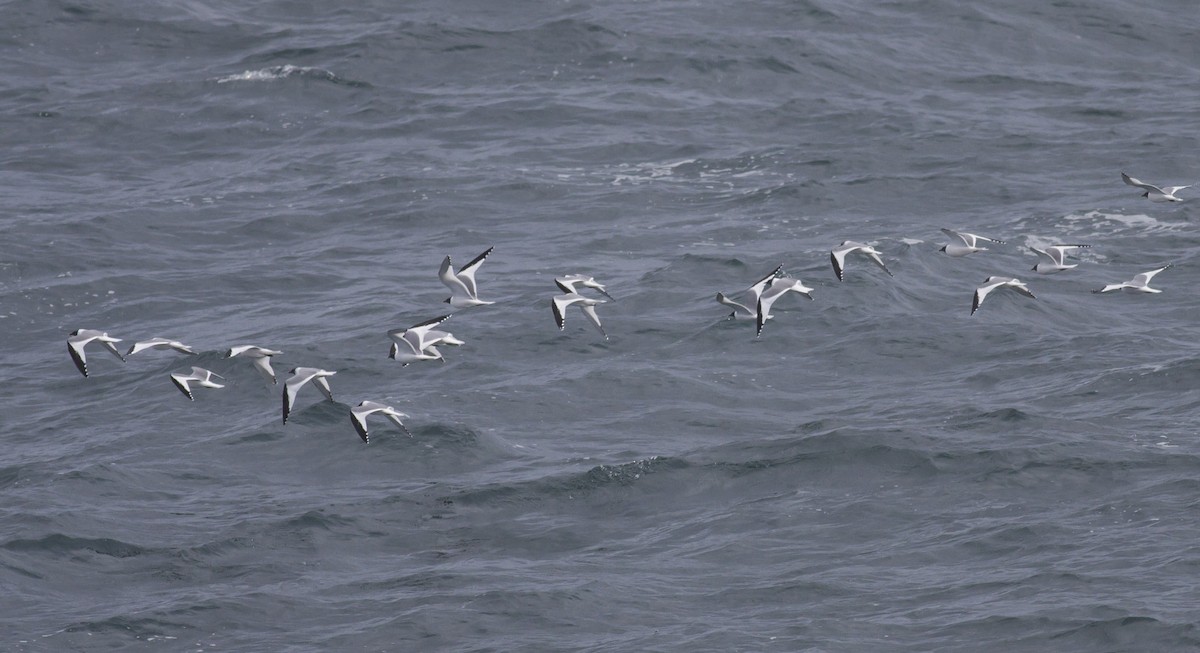 Sabine's Gull - Michael Todd