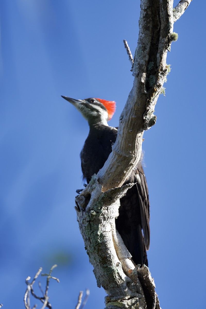 Pileated Woodpecker - ML439569261