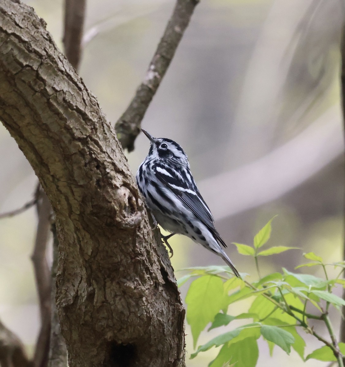 Black-and-white Warbler - ML439569891