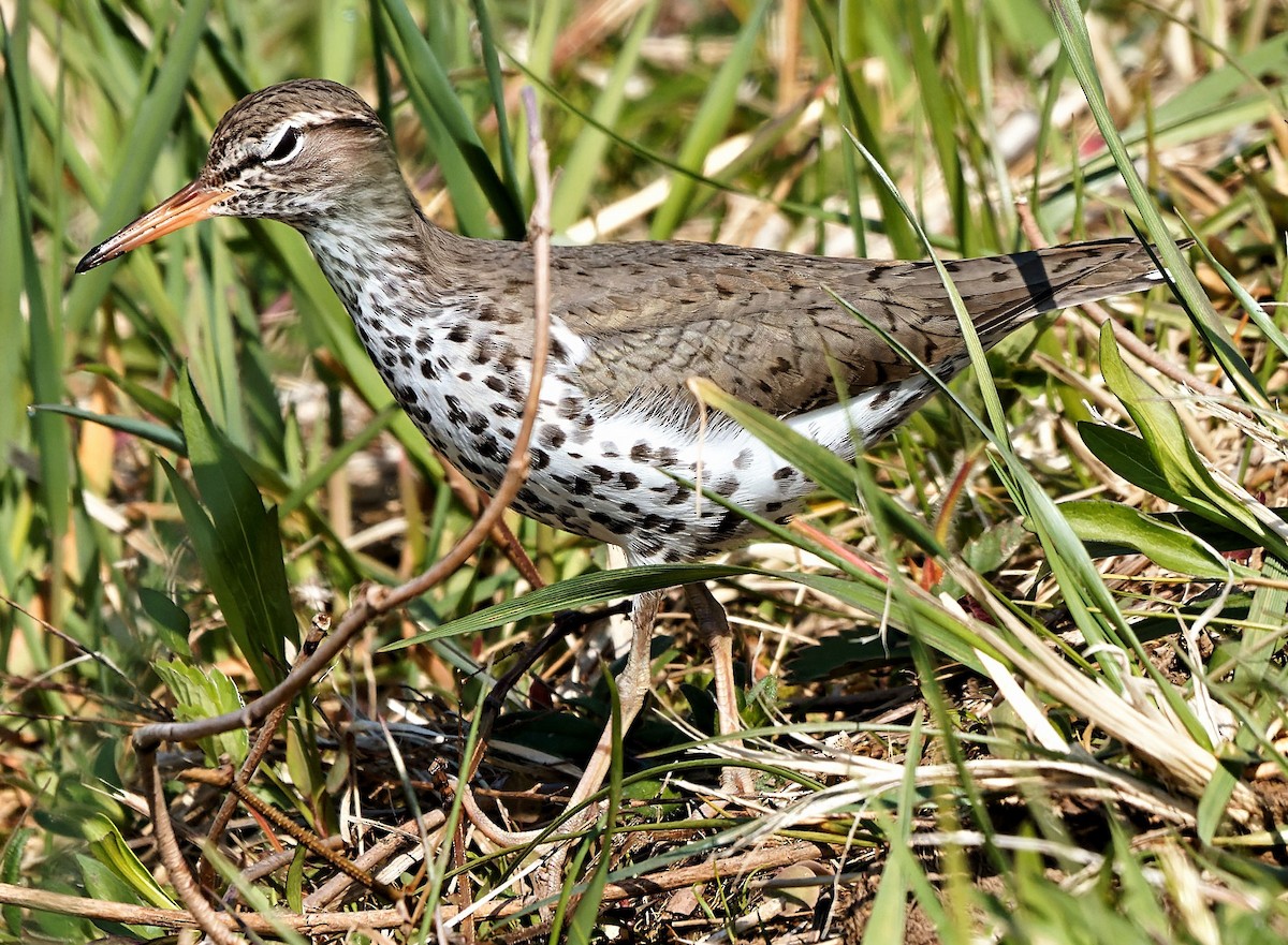 Spotted Sandpiper - Craig Becker