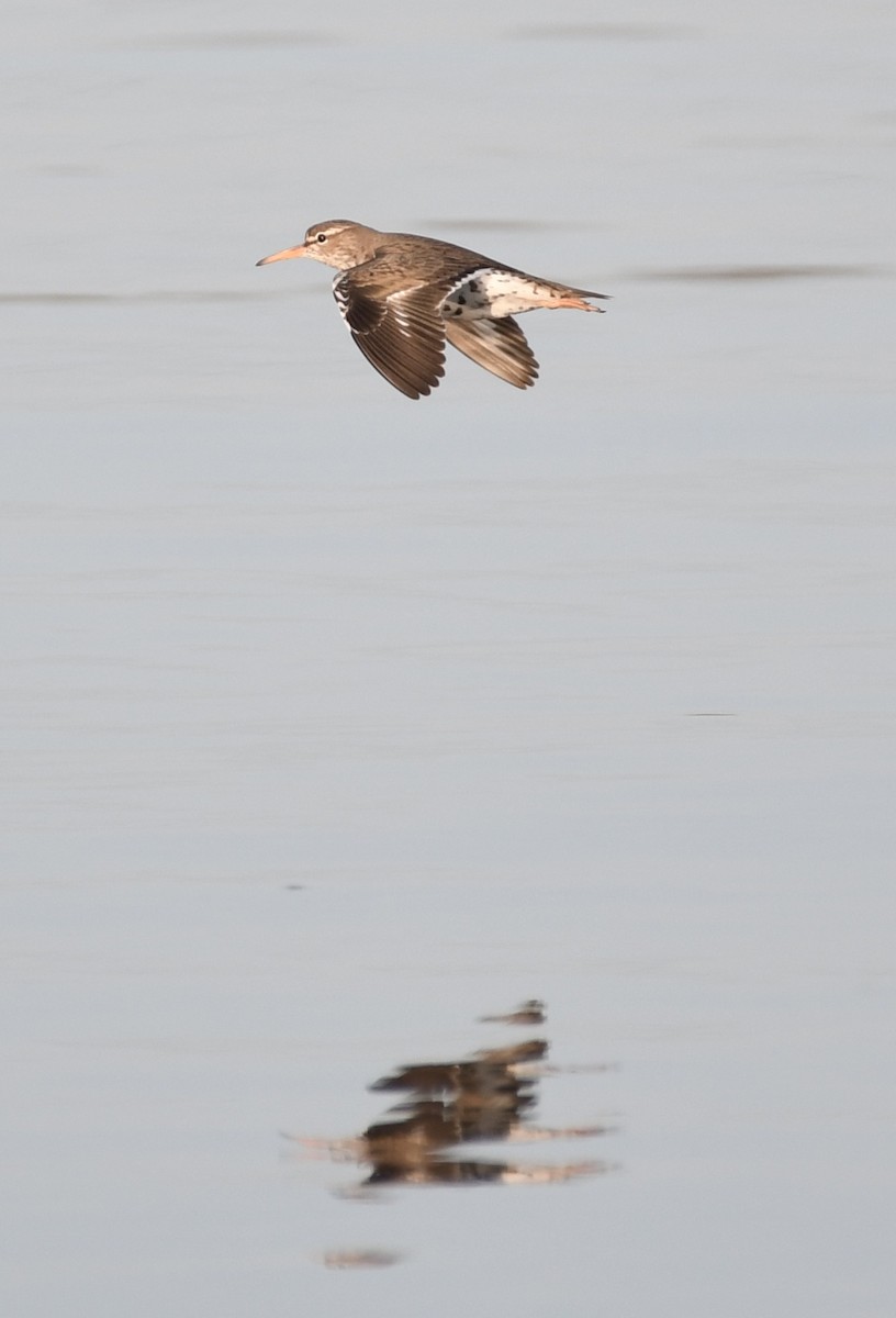 Spotted Sandpiper - Don Keffer